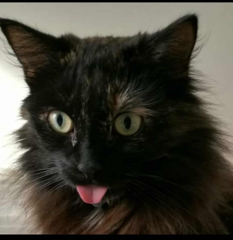 Photo de Noisette